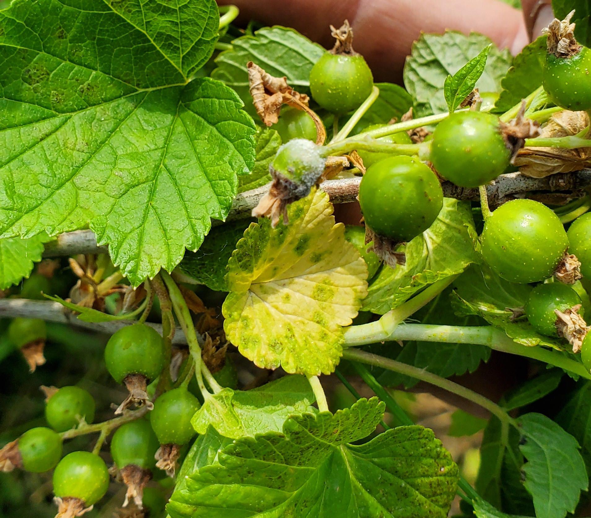 Powdery mildew on currant fruit.